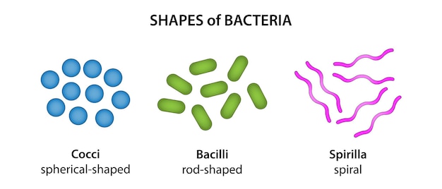 Vecteur les trois formes de base des bactéries