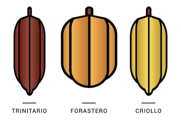 Trois sortes de cabosses de cacao ou de fruits au chocolat isolés sur fond blanc