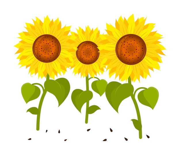 Trois Tournesols En Style Cartoon