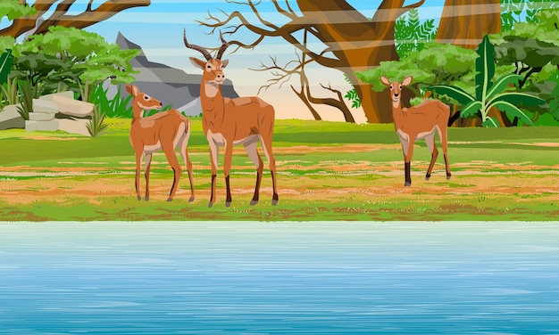 Un Troupeau D'antilopes Kob Sur La Rive De La Savane Africaine Du Grand Lac Et Bash