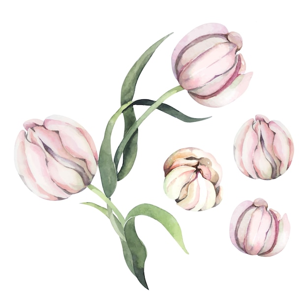 Tulipe dessinée à la main à l'aquarelleFleurs de printempsDécoration botanique pour le style vintage de carte d'invitation