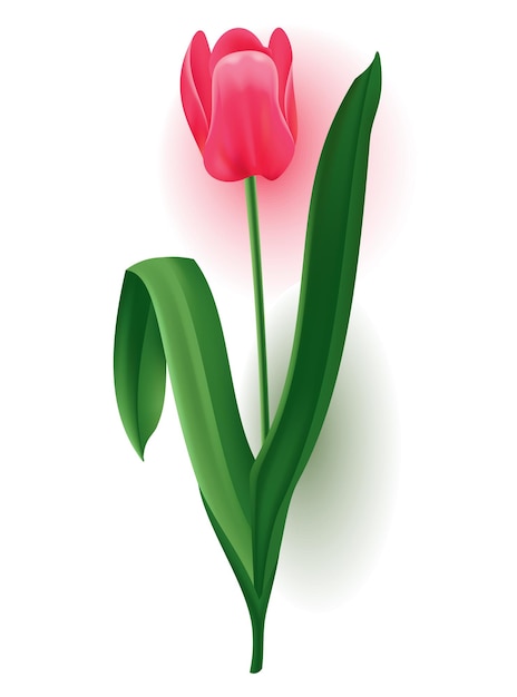 Tulipe Réaliste Avec Tige De Bourgeon Avec Congé Vert Belle Fleur De Fleur Rose De Printemps élément De Design Vectoriel Pour Carte De Voeux D'invitation Ou Enregistrer La Carte De Date