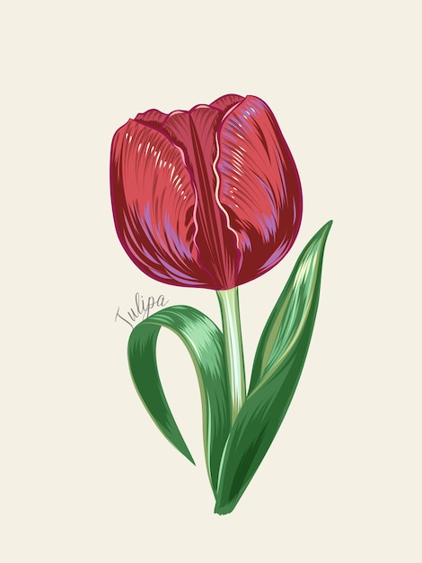 Tulipe Rouge Dessinée à La Main Dans Un Style Vintage