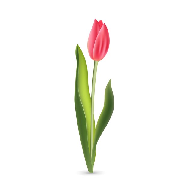 Tulipe Rouge Rose Réaliste Avec Des Feuilles Vertes Isolé Sur Fond Blanc Fleur Fraîche De Printemps