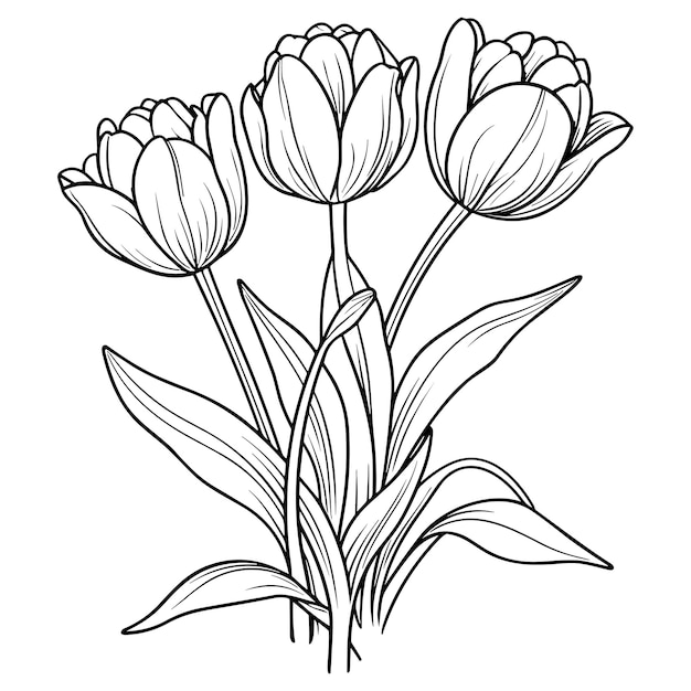 Tulipes Fleur Ligne Art Vector Illustration Set Isolé Sur Blanc Fleur Croquis à L'encre Noire Design Minimaliste Moderne Dessiné à La Main