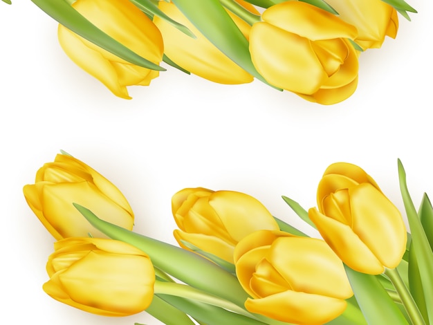 Vecteur tulipes fraîches jaunes sur blanc.