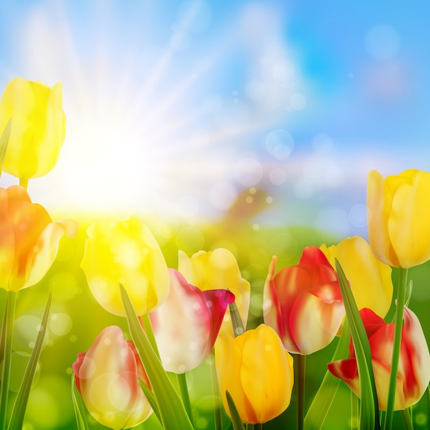 Tulipes poussant dans le jardin sur le vert.