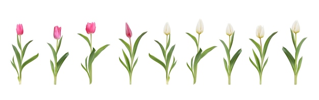 Tulipes Roses Et Blanches Grand Ensemble De Vecteurs 3d Réalistes. Tulipes Colorées Avec Des Feuilles Isolées Journée De La Femme