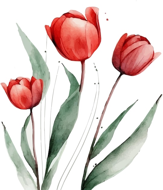 tulipes rouges sur fond blanc illustration de tulipes belles fleurs de tulipes rouges