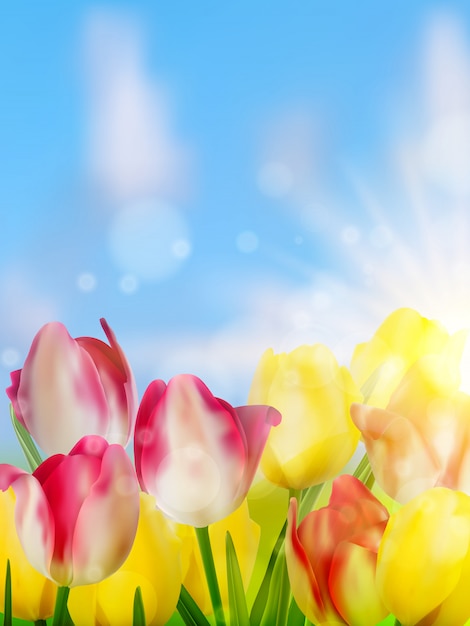 Tulipes violettes et jaunes contre le ciel.