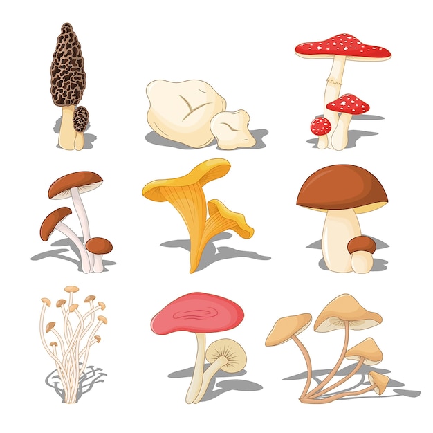 Vecteur types de champignons