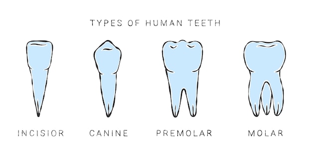 Vecteur types de dents humaines dessin de style croquis infographies en dentisterie illustration vectorielle