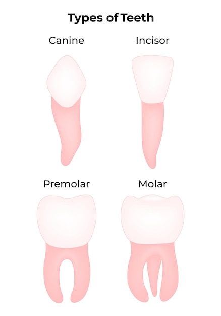 Types de dents Illustration du vecteur molaire prémolaire de l'incisive canine