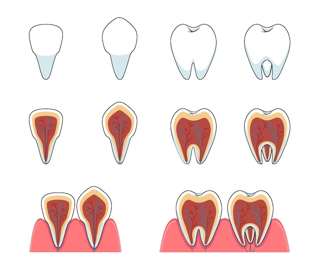 Types de dents et le système nerveux Illustration vectorielle
