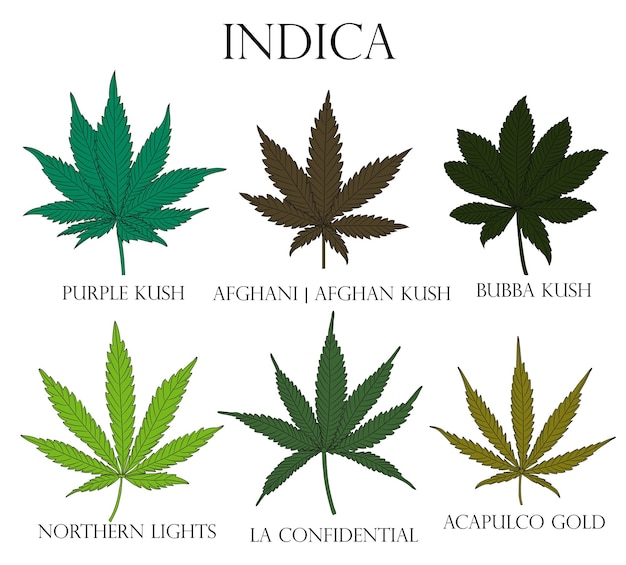 Types de mauvaises herbes Illustration de différentes feuilles de cannabis indica à utiliser en médecine et en cosmétologie