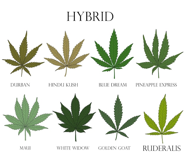 Types de mauvaises herbes Illustration de feuilles de cannabis hybrides différentes à utiliser en médecine et en cosmétologie