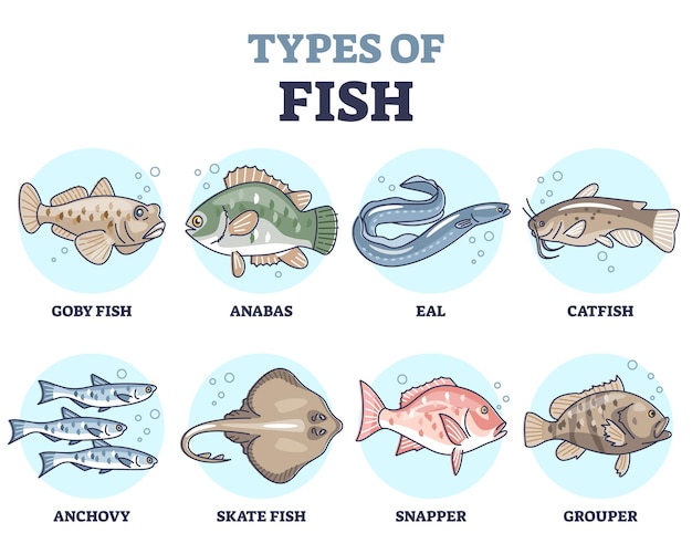 Vecteur types de poissons en tant qu'ensemble de contour de collection de variétés d'espèces fauniques sous-marines. habitants de l'eau étiquetés éducatifs dans la mer, la rivière ou l'océan en tant qu'illustration vectorielle de produits de la mer nature. la vie marine.