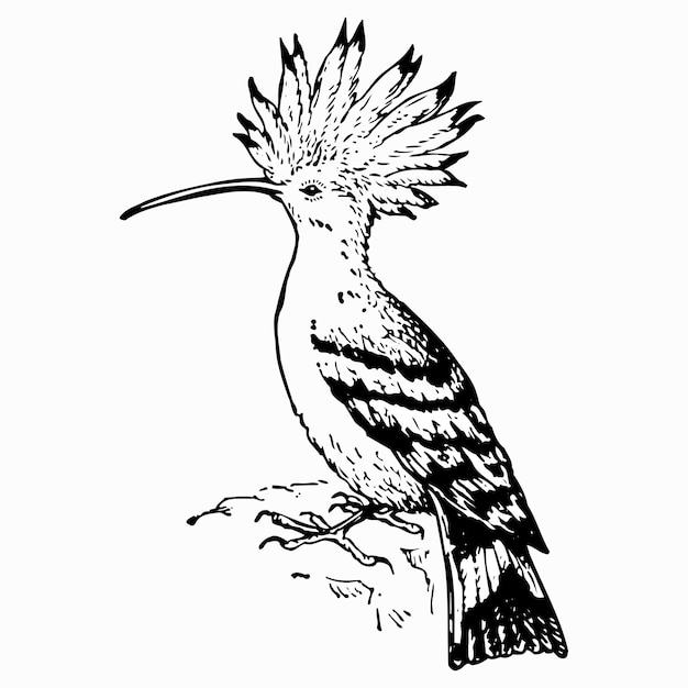 Upupidés oiseaux