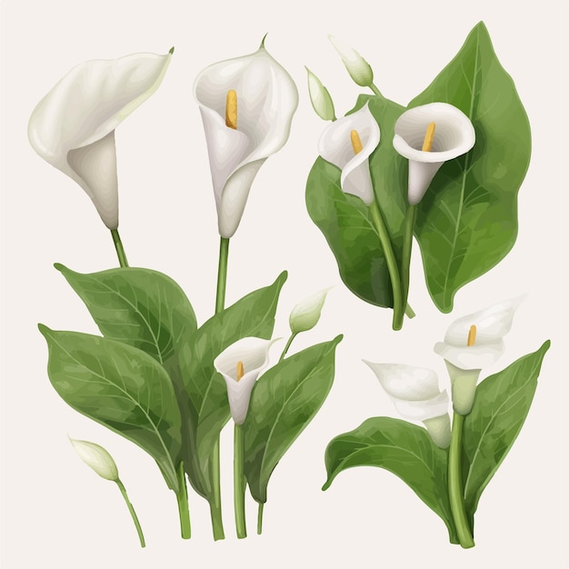 Utilisez ces vecteurs de fleurs Calla pour créer un superbe arrangement floral