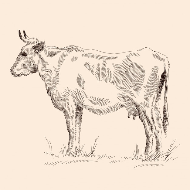 Vache au pâturage.