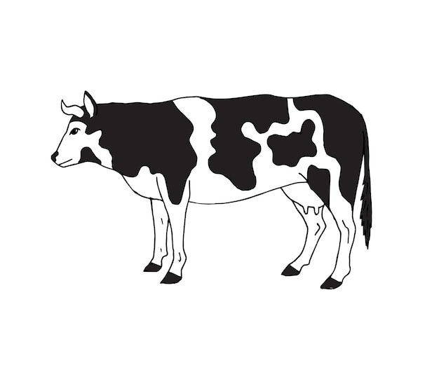 Vache Dessinée à La Main Isolée Sur Fond Blanc