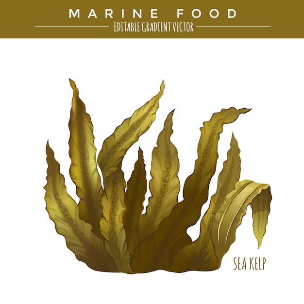 Vecteur varech de mer. marine food