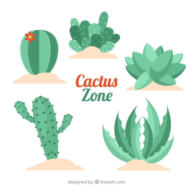 Variété De Cactus Avec Design Plat
