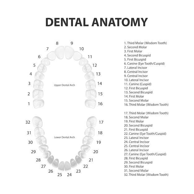 Vecteur vecteur 3d dents réalistes supérieur inférieur adulte mâchoire vue de dessus anatomie concept orthodontiste dents humaines schéma isolé médical santé bucco-dentaire modèle de conception de placages de prothèses