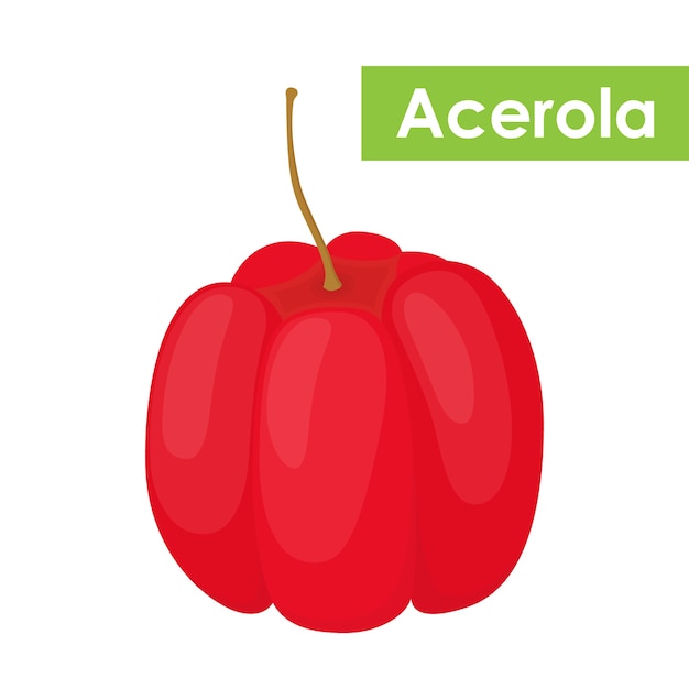 Vecteur acerola berry