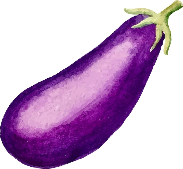 Vecteur vecteur aquarelle aubergine