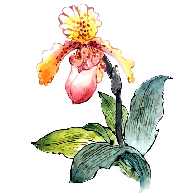 Vecteur aquarelle dessiné à la main de fleurs d'orchidées