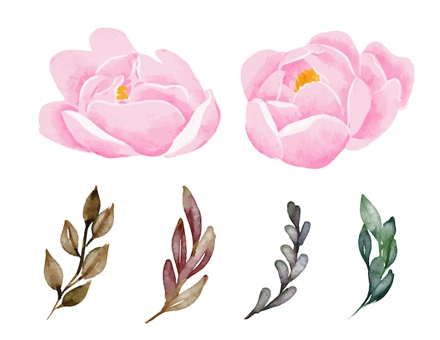 Vecteur aquarelle de pivoines