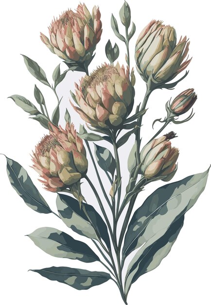 Vecteur Aquarelle Protea Punctata Clipart Fleur Florale Modifiable