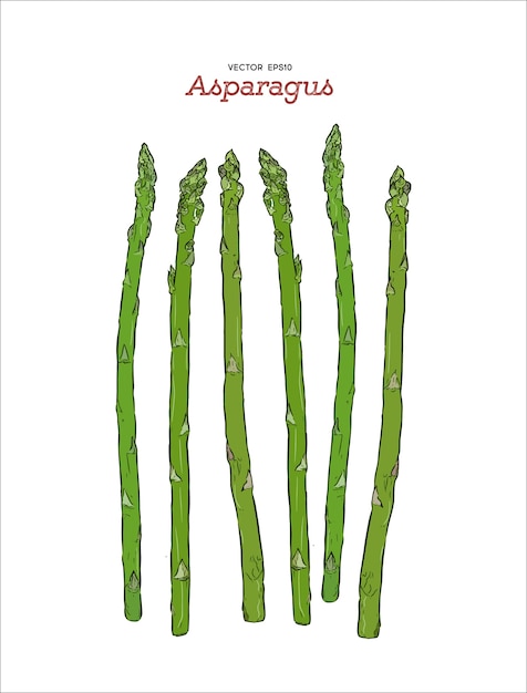 Vecteur d&#39;asperges style croquis dessinés à la main.