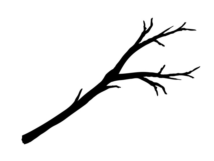 Vecteur vecteur de branche d'arbre