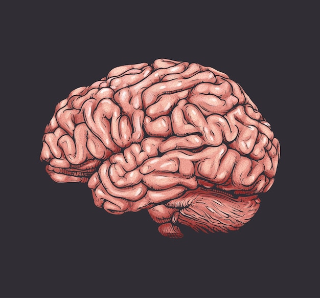 Vecteur de cerveau coloré dessin illustration vue de côté style comique sur fond noir