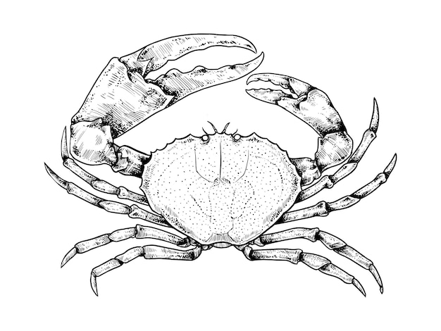 Vecteur vecteur de crabe