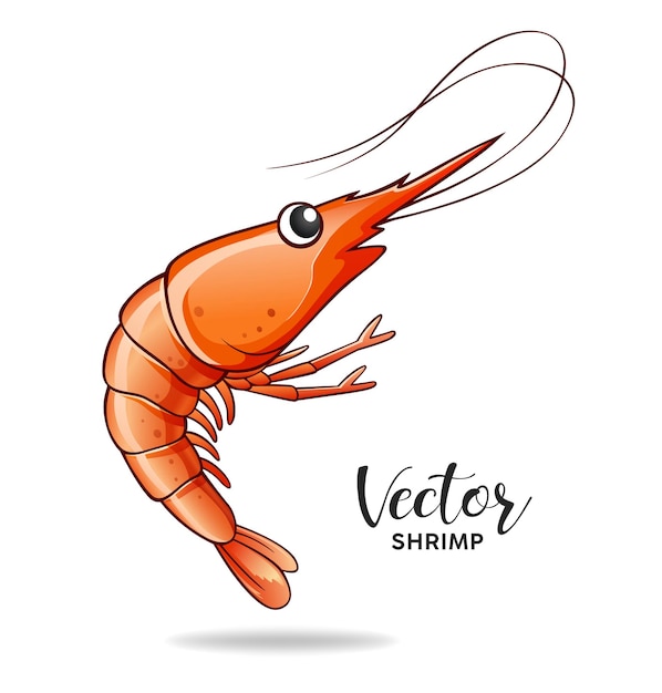 Vecteur de crevettes isolé sur fond blanc eps 10 vector illustration