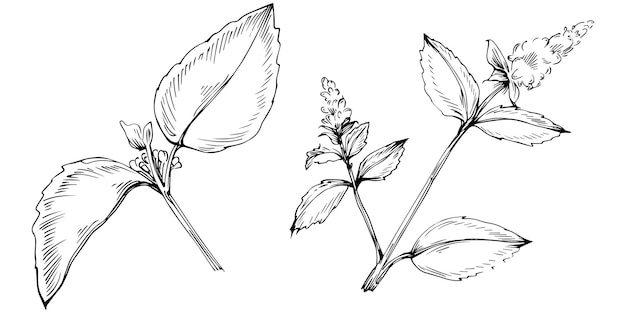 Vecteur De Croquis De Menthe Isolé