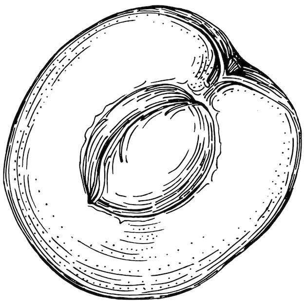 Vecteur De Croquis De Pêche Isolé. Fruits D'illustration Dessinés à La Main. Rétro Style Gravé De Nourriture D'été. Croquis Végétarien Vintage Détaillé. Idéal Pour Votre Logo De Conception, Emblème, étiquette, Affiche, Impression, Menu