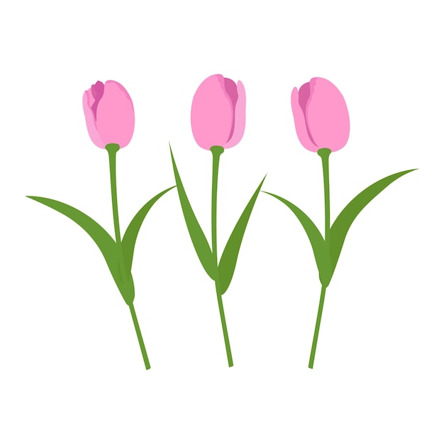 Vecteur défini Tulipes roses isolées Tulipes dans un style plat Éléments vectoriels isolés sur fond blanc