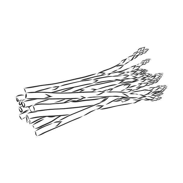 Vecteur De Dessin Animé D'asperges. Asperges, Croquis De Vecteur Sur Fond Blanc