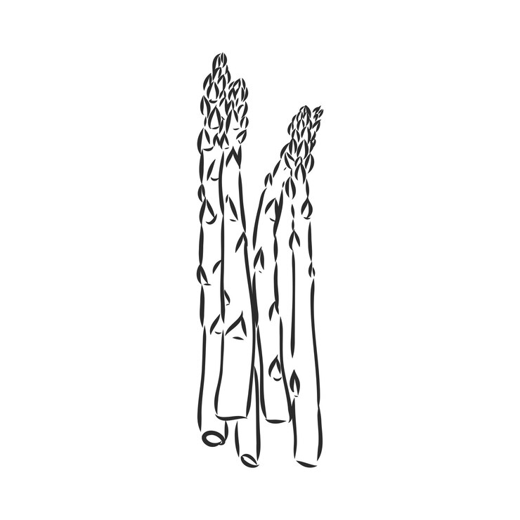 Vecteur vecteur de dessin animé d'asperges. asperges, croquis de vecteur sur fond blanc