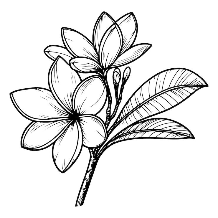 Vecteur vecteur de dessin de ligne plumeria
