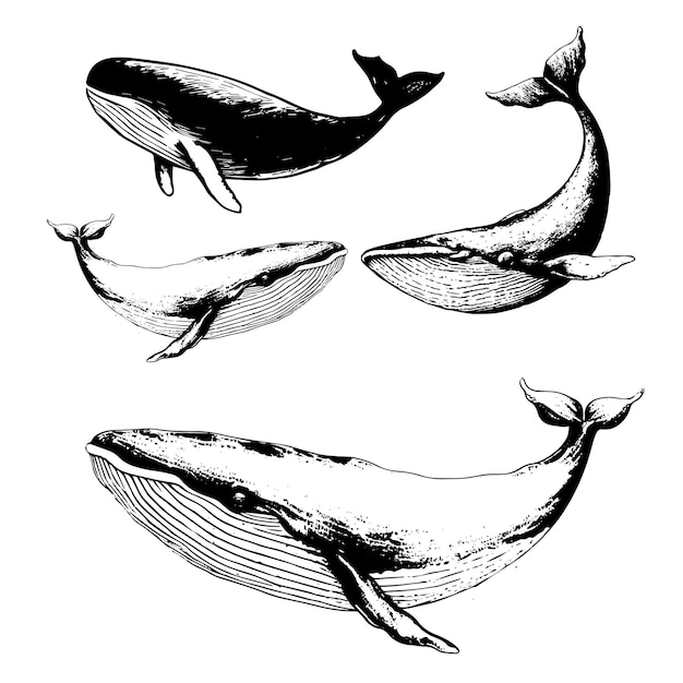 Vecteur Dessiné à La Main De Baleine à Bosse Logo D'illustration De Croquis Vintage De Baleine