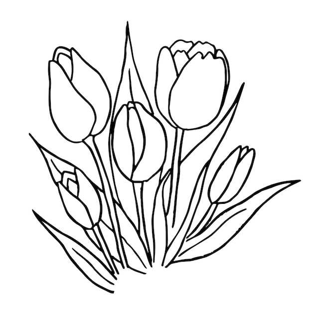 Vecteur doodle contour noir d'une tulipe fleurs isolées sur fond blanc