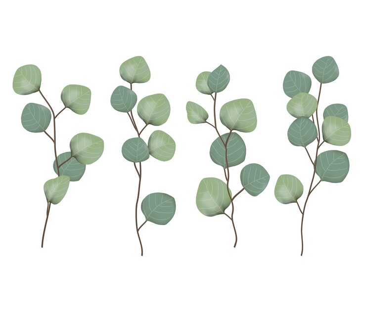 vecteur de feuilles d'eucalyptus