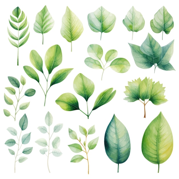 vecteur feuilles vertes ensemble aquarelle vecteur