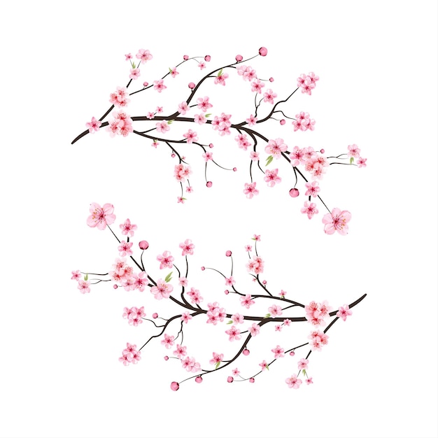 Vecteur de fleur de cerisier aquarelle. Fond de fleur de sakura rose. Fleur de cerisier fleur vecteur de floraison. Branche de fleur de cerisier avec fleur de sakura. Sakura sur fond blanc. Bourgeon de cerisier aquarelle.