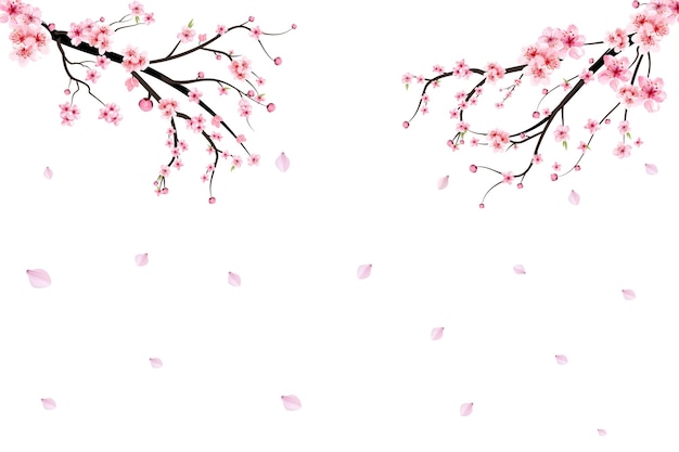 Vecteur De Fleur De Cerisier Aquarelle Réaliste. Branche De Fleur De Cerisier Avec Fleur De Sakura En Fleurs. Branche De Fleurs De Cerisier Avec Sakura. Fleur Aquarelle. Vecteur De Branche De Sakura Sur Fond Blanc.